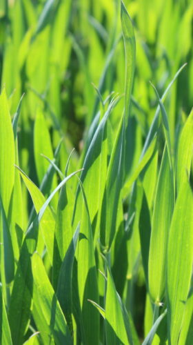 Farmáři zapojení do iniciativy Harmony se zavazují minimalizovat množství použitých pesticidů a hnojiv Foto Barbora Venclová