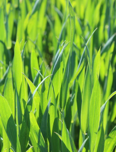 Farmáři zapojení do iniciativy Harmony se zavazují minimalizovat množství použitých pesticidů a hnojiv Foto Barbora Venclová