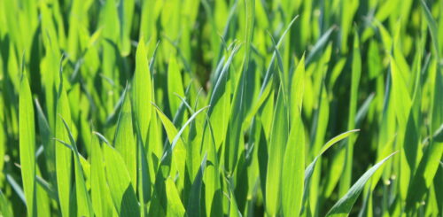 Farmáři zapojení do iniciativy Harmony se zavazují minimalizovat množství použitých pesticidů a hnojiv Foto Barbora Venclová