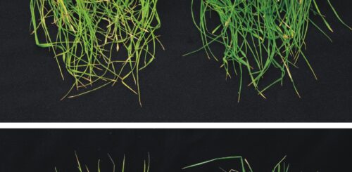 Ozimá pšenice vystavená suchu vlevo neošetřená kontrola, vpravo po aplikaci MTU Foto archiv Ústav experimentální botaniky