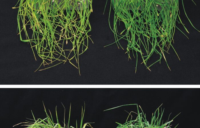 Ozimá pšenice vystavená suchu vlevo neošetřená kontrola, vpravo po aplikaci MTU Foto archiv Ústav experimentální botaniky