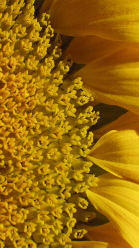 Nový výzkum ukazuje na potenciál slunečnice Foto David Bouma