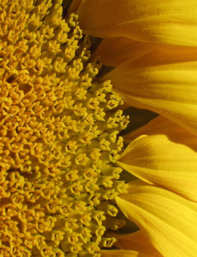 Nový výzkum ukazuje na potenciál slunečnice Foto David Bouma