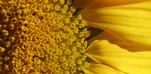 Nový výzkum ukazuje na potenciál slunečnice Foto David Bouma