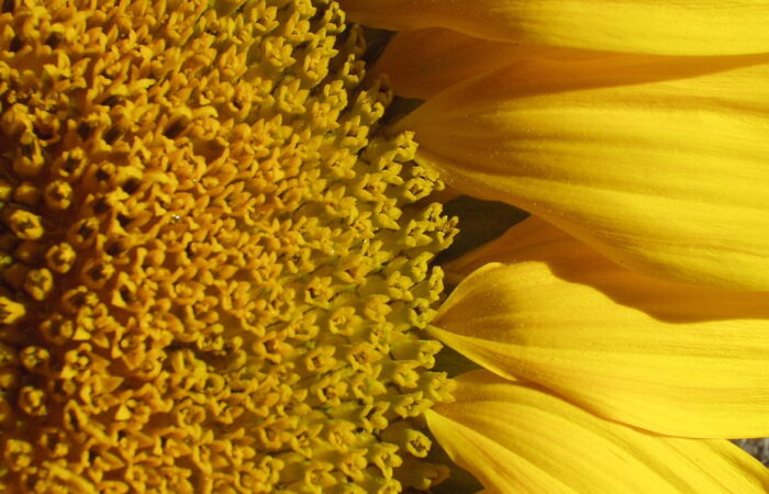 Nový výzkum ukazuje na potenciál slunečnice Foto David Bouma