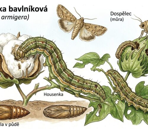 Černopáska bavlníková Grafika: Gemini