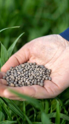 Granule hnojiva s technologií chráněného dusíku N-Process Foto archiv TIMAC AGRO