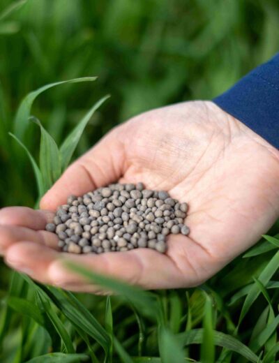 Granule hnojiva s technologií chráněného dusíku N-Process Foto archiv TIMAC AGRO