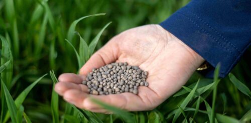 Granule hnojiva s technologií chráněného dusíku N-Process Foto archiv TIMAC AGRO