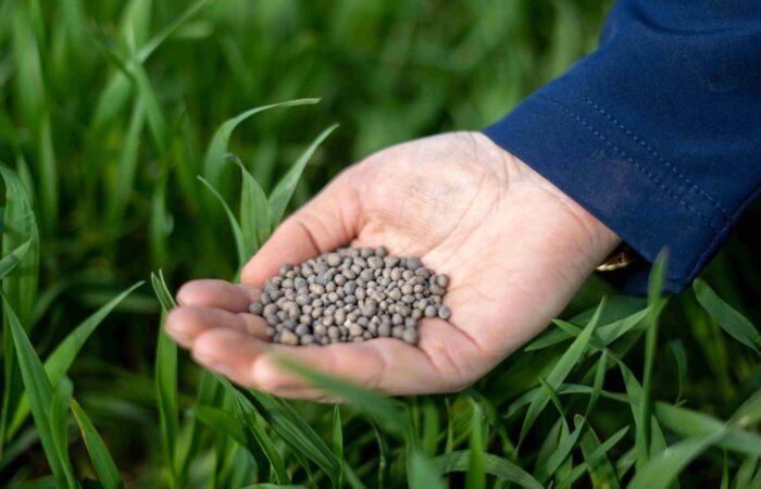 Granule hnojiva s technologií chráněného dusíku N-Process Foto archiv TIMAC AGRO