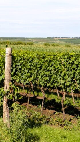 pohled na keře ve vinici