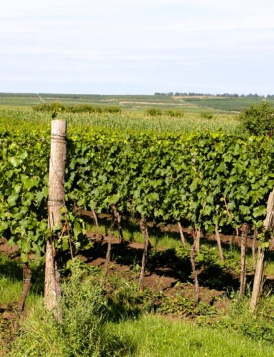 pohled na keře ve vinici