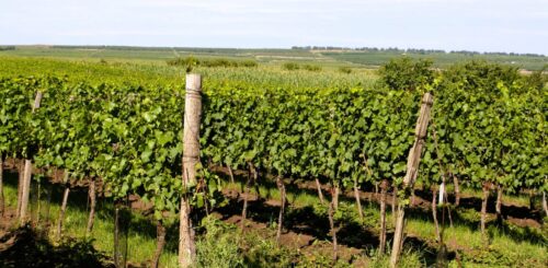 pohled na keře ve vinici