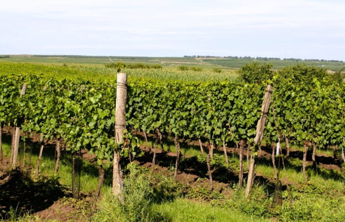 pohled na keře ve vinici