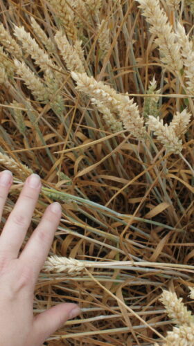 Odborníci očekávají, že pokud pěstitelé přijmou nové odrůdy s touto rezistencí, může v příštích letech dojít k významnému snížení ekonomických ztrát způsobených fuzariózou klasu pšenice Foto Jana Pančíková