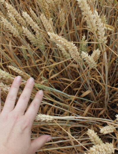Odborníci očekávají, že pokud pěstitelé přijmou nové odrůdy s touto rezistencí, může v příštích letech dojít k významnému snížení ekonomických ztrát způsobených fuzariózou klasu pšenice Foto Jana Pančíková