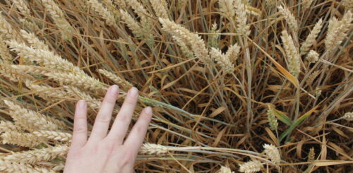 Odborníci očekávají, že pokud pěstitelé přijmou nové odrůdy s touto rezistencí, může v příštích letech dojít k významnému snížení ekonomických ztrát způsobených fuzariózou klasu pšenice Foto Jana Pančíková