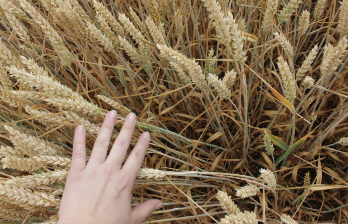 Odborníci očekávají, že pokud pěstitelé přijmou nové odrůdy s touto rezistencí, může v příštích letech dojít k významnému snížení ekonomických ztrát způsobených fuzariózou klasu pšenice Foto Jana Pančíková