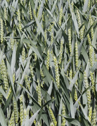 Zvýšení příjmu dusíku u pšenice by mohla pomoci symbiotická fixace Foto David Bouma