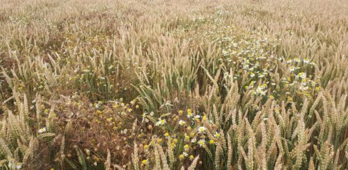 Zaplevelení ozimé pšenice po selhání ochrany proti heřmánkovci nevonnému Foto archiv ČZU