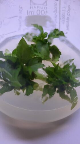 Sedlak 2