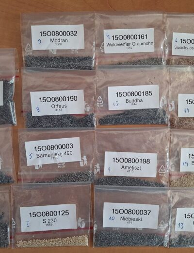 Osivo máku setého Foto archiv CARC