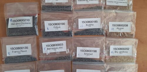 Osivo máku setého Foto archiv CARC