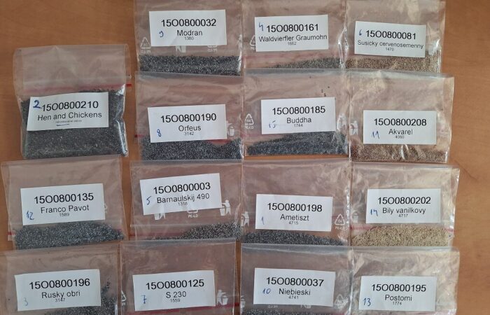 Osivo máku setého Foto archiv CARC