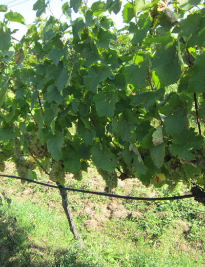 Sotolar 2