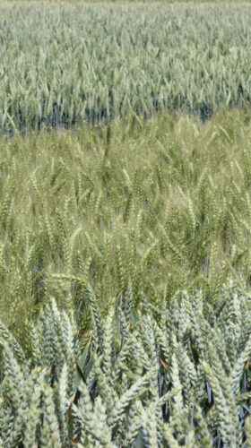 Vědci navrhují propojit umělou inteligenci s moderními biotechnologiemi, aby urychlili šlechtění plodin odolnějších vůči suchu, chorobám a dopadům změn klimatu Foto Barbora Venclová