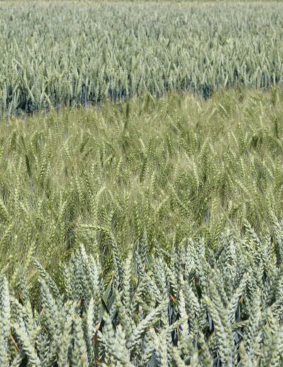 Vědci navrhují propojit umělou inteligenci s moderními biotechnologiemi, aby urychlili šlechtění plodin odolnějších vůči suchu, chorobám a dopadům změn klimatu Foto Barbora Venclová