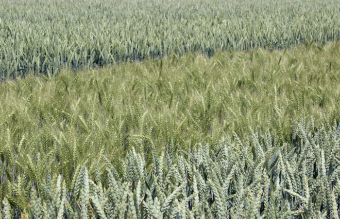 Vědci navrhují propojit umělou inteligenci s moderními biotechnologiemi, aby urychlili šlechtění plodin odolnějších vůči suchu, chorobám a dopadům změn klimatu Foto Barbora Venclová