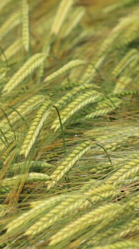 Do budoucna budou možná fixovat vzdušný dusík i plodiny jako například ječmen Foto Barbora Venclová