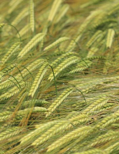 Do budoucna budou možná fixovat vzdušný dusík i plodiny jako například ječmen Foto Barbora Venclová