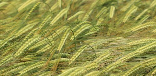 Do budoucna budou možná fixovat vzdušný dusík i plodiny jako například ječmen Foto Barbora Venclová