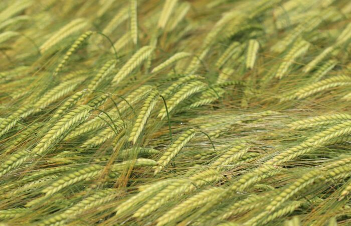 Do budoucna budou možná fixovat vzdušný dusík i plodiny jako například ječmen Foto Barbora Venclová