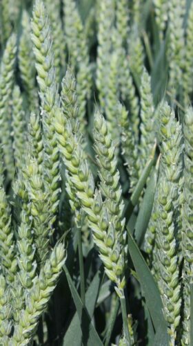 Vědci z britského výzkumného pracoviště Rothamsted Research vyvinuli novou odrůdu pšenice – Výzkumný tým použil technologii CRISPR, která umožňuje cíleně „vypnout" konkrétní geny zodpovědné za tvorbu asparaginu (ilustrační fotografie) Foto Barbora Venclová
