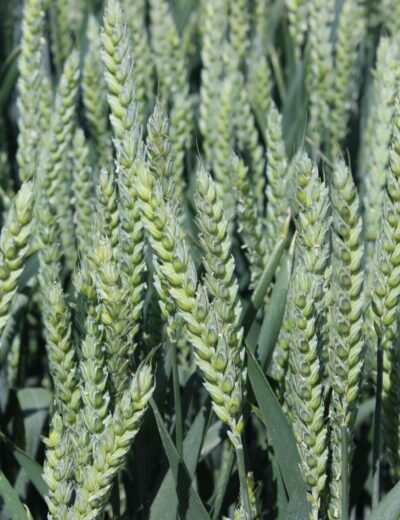 Vědci z britského výzkumného pracoviště Rothamsted Research vyvinuli novou odrůdu pšenice – Výzkumný tým použil technologii CRISPR, která umožňuje cíleně „vypnout" konkrétní geny zodpovědné za tvorbu asparaginu (ilustrační fotografie) Foto Barbora Venclová