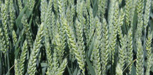 Vědci z britského výzkumného pracoviště Rothamsted Research vyvinuli novou odrůdu pšenice – Výzkumný tým použil technologii CRISPR, která umožňuje cíleně „vypnout" konkrétní geny zodpovědné za tvorbu asparaginu (ilustrační fotografie) Foto Barbora Venclová