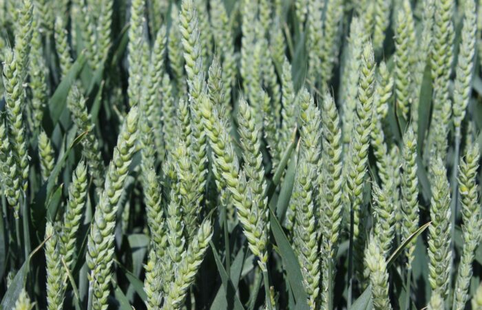 Vědci z britského výzkumného pracoviště Rothamsted Research vyvinuli novou odrůdu pšenice – Výzkumný tým použil technologii CRISPR, která umožňuje cíleně „vypnout" konkrétní geny zodpovědné za tvorbu asparaginu (ilustrační fotografie) Foto Barbora Venclová