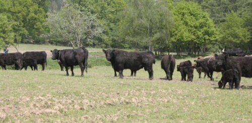 aberdeen angus