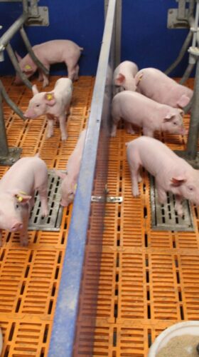 pigies