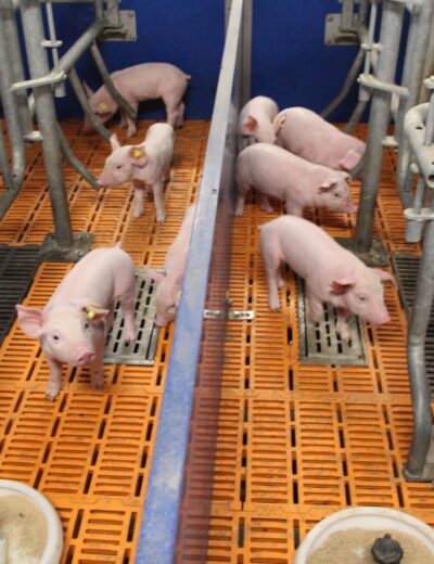 pigies