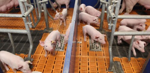 pigies
