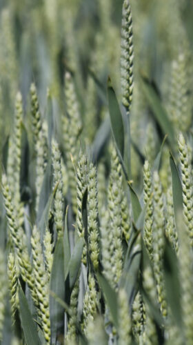 Porost pšenice