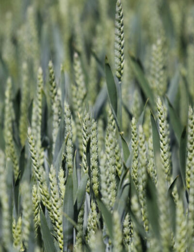 Porost pšenice