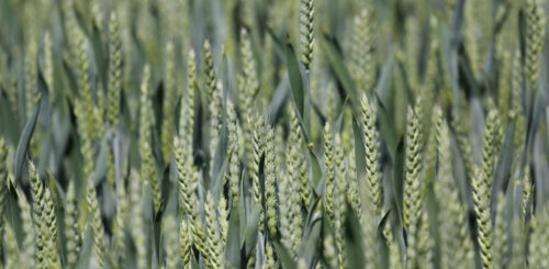 Porost pšenice