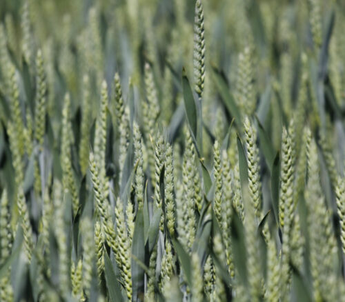 Zdravý porost pšenice