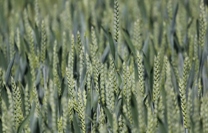 Zdravý porost pšenice