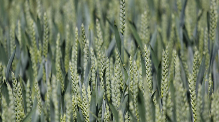 Zdravý porost pšenice